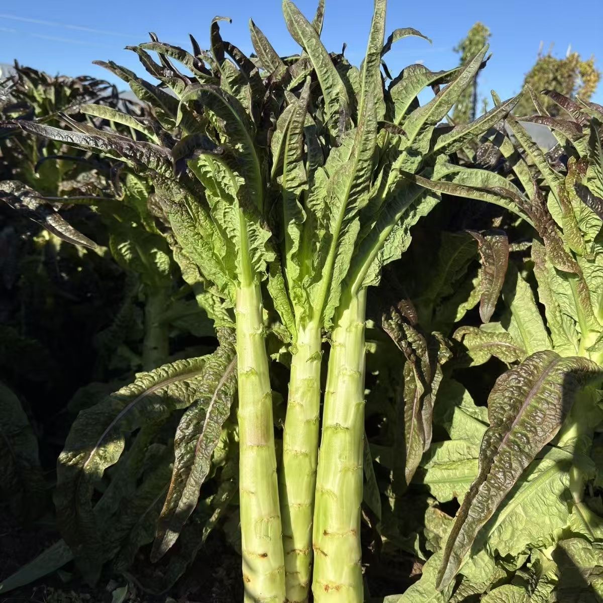 农家新鲜莴笋现砍现发  3斤  5斤装