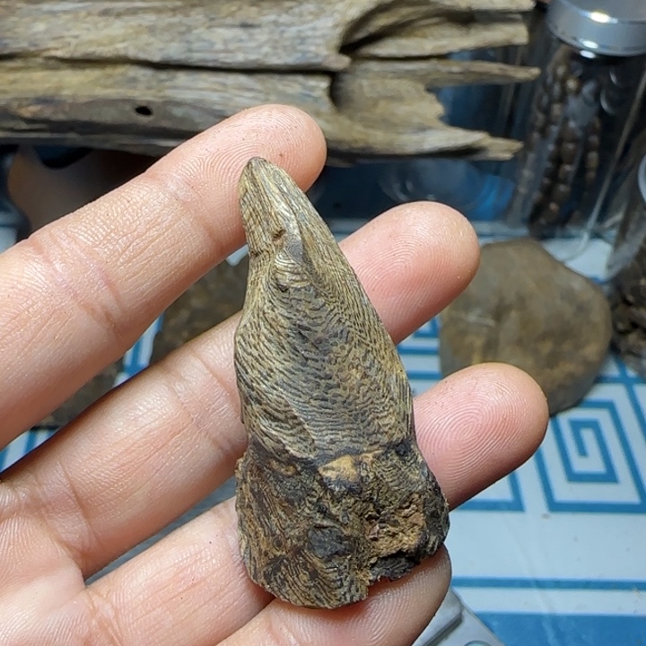 木质母树绿奇大树丁7.8克