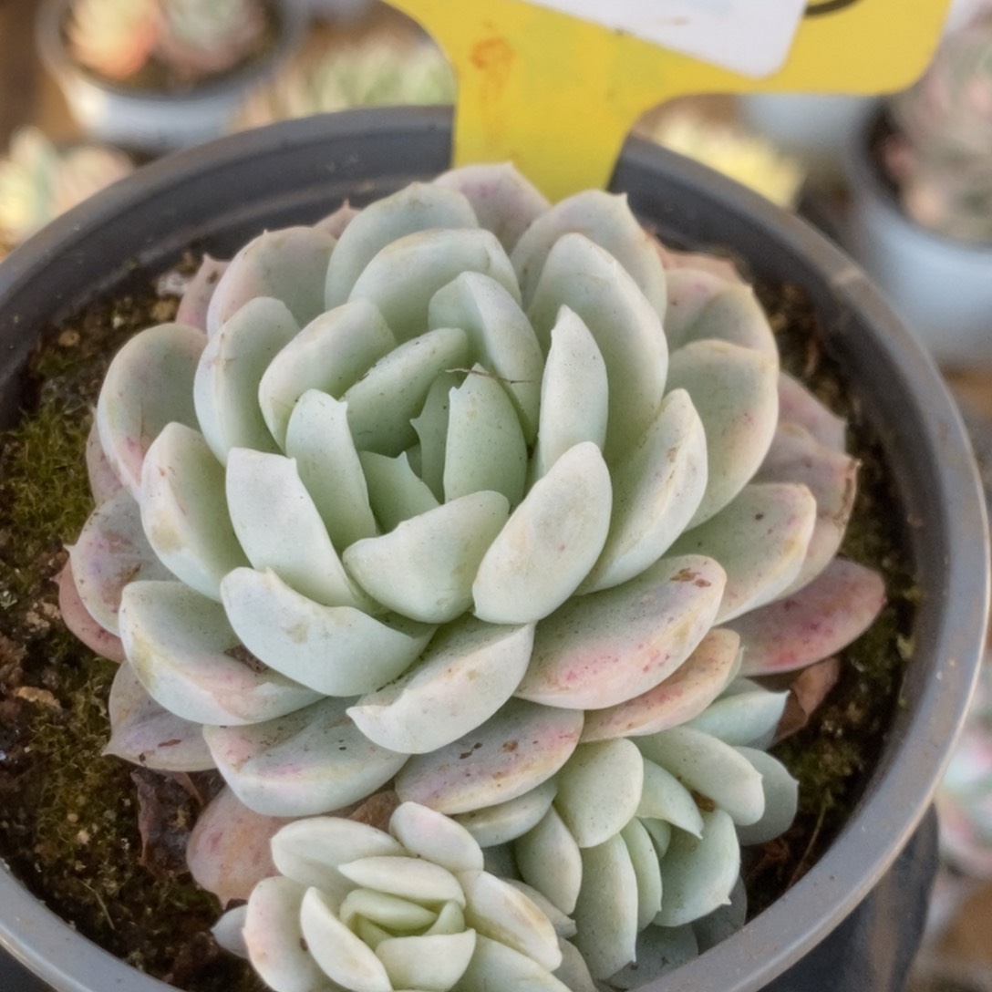 508贝瑞锦锦锦锦锦锦