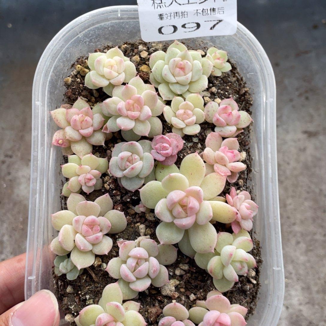 糕大上多肉植物97