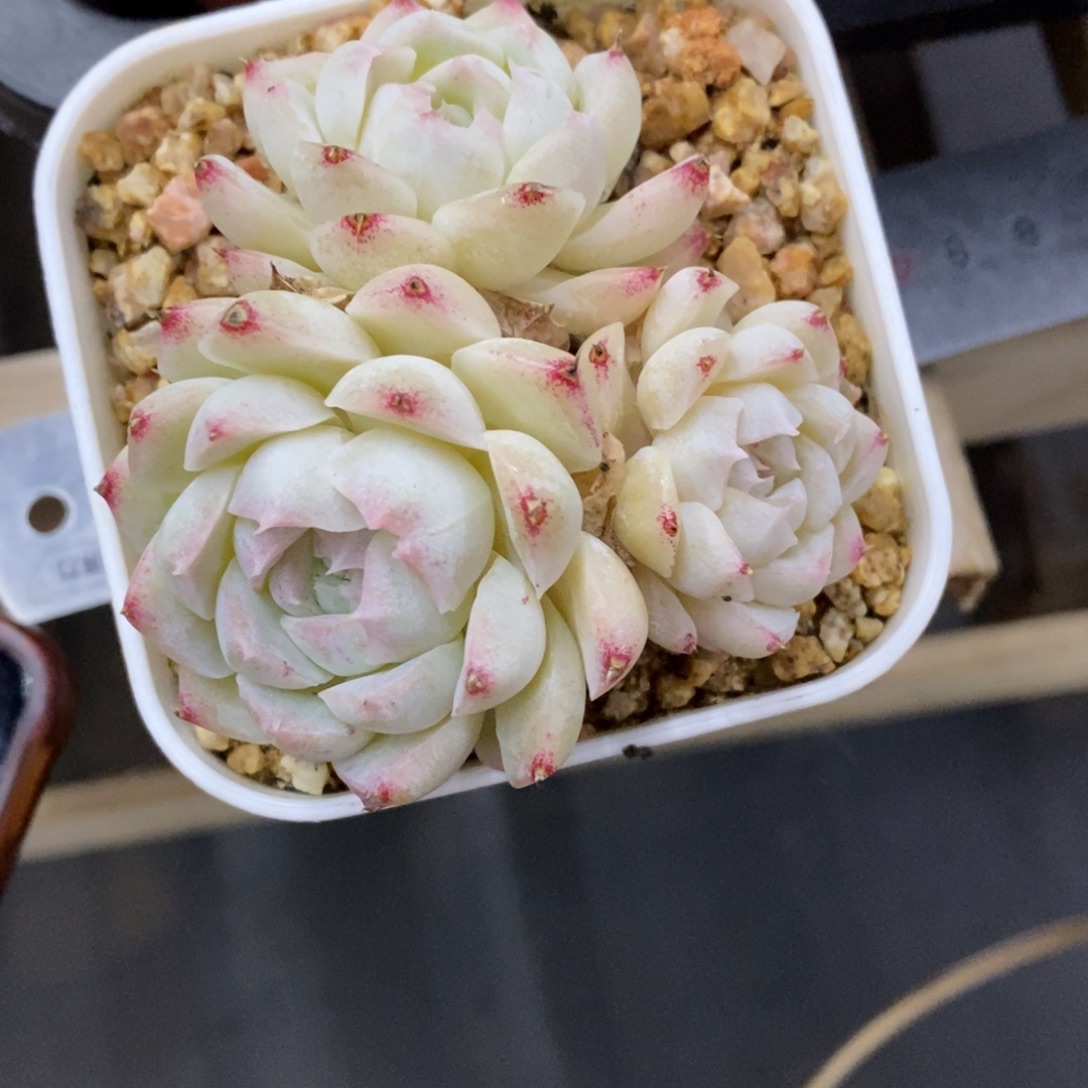 凌***y精品多肉一物一拍不包整351
