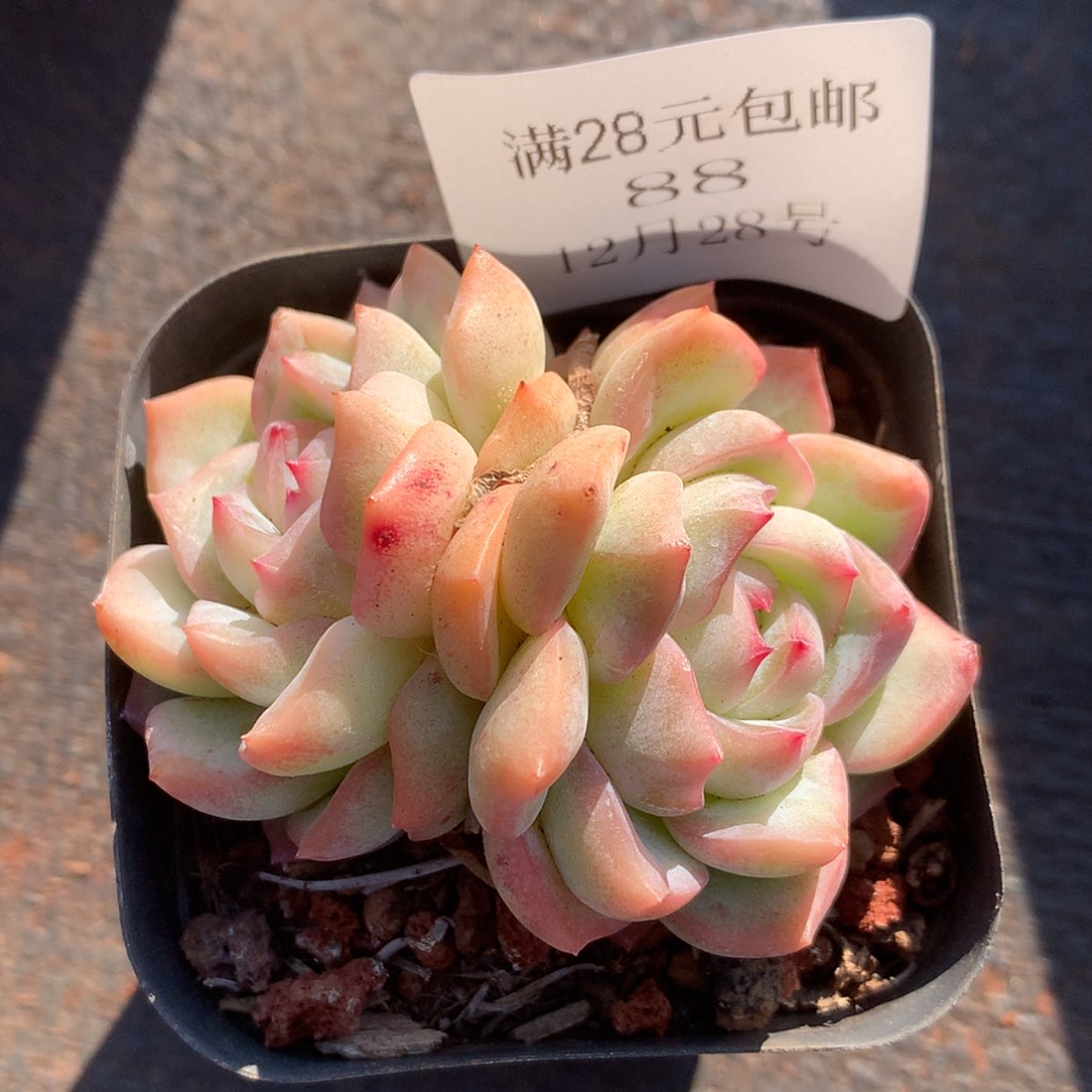 【闪购商品】云88号线