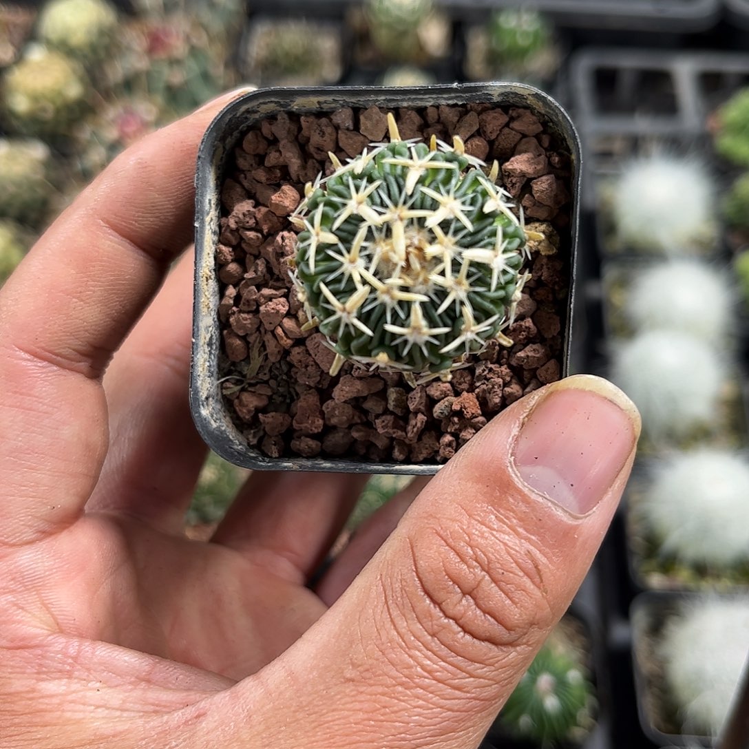 太刀岚单头发货单头发货