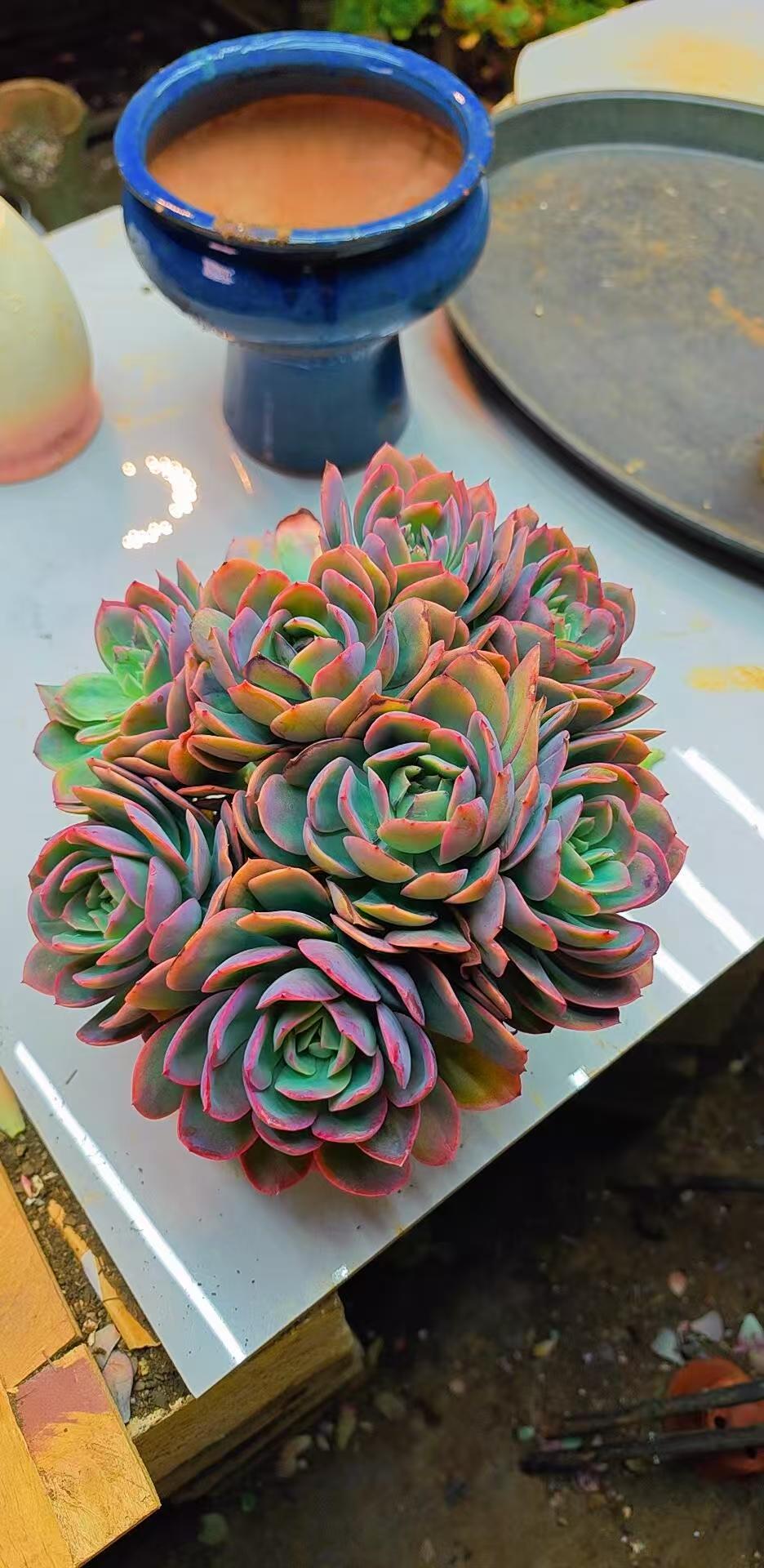 230绮罗（脱土发货）