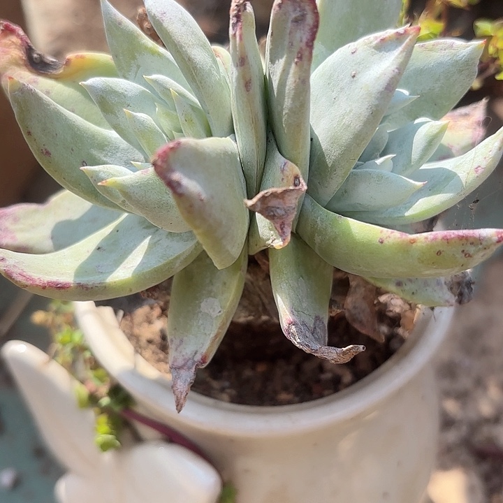 仙女杯多肉植物提取