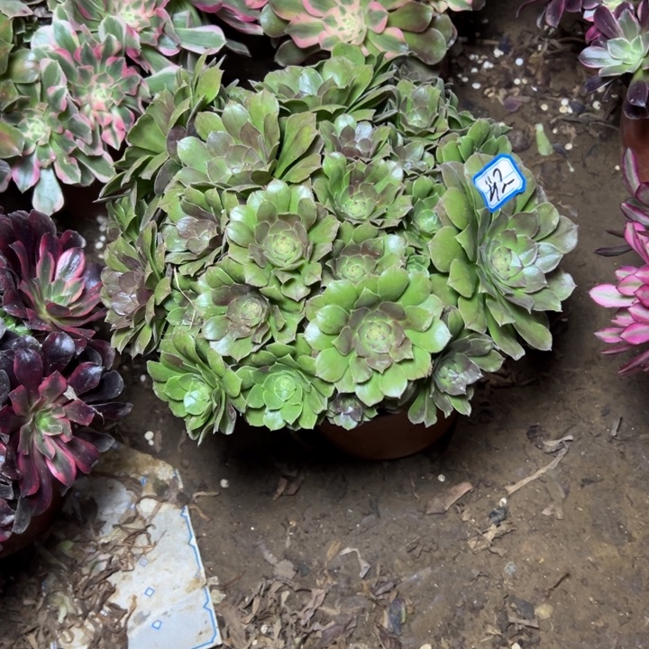 多肉植物沙拉碗42