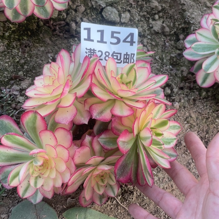 1154二号棚倾城母本F