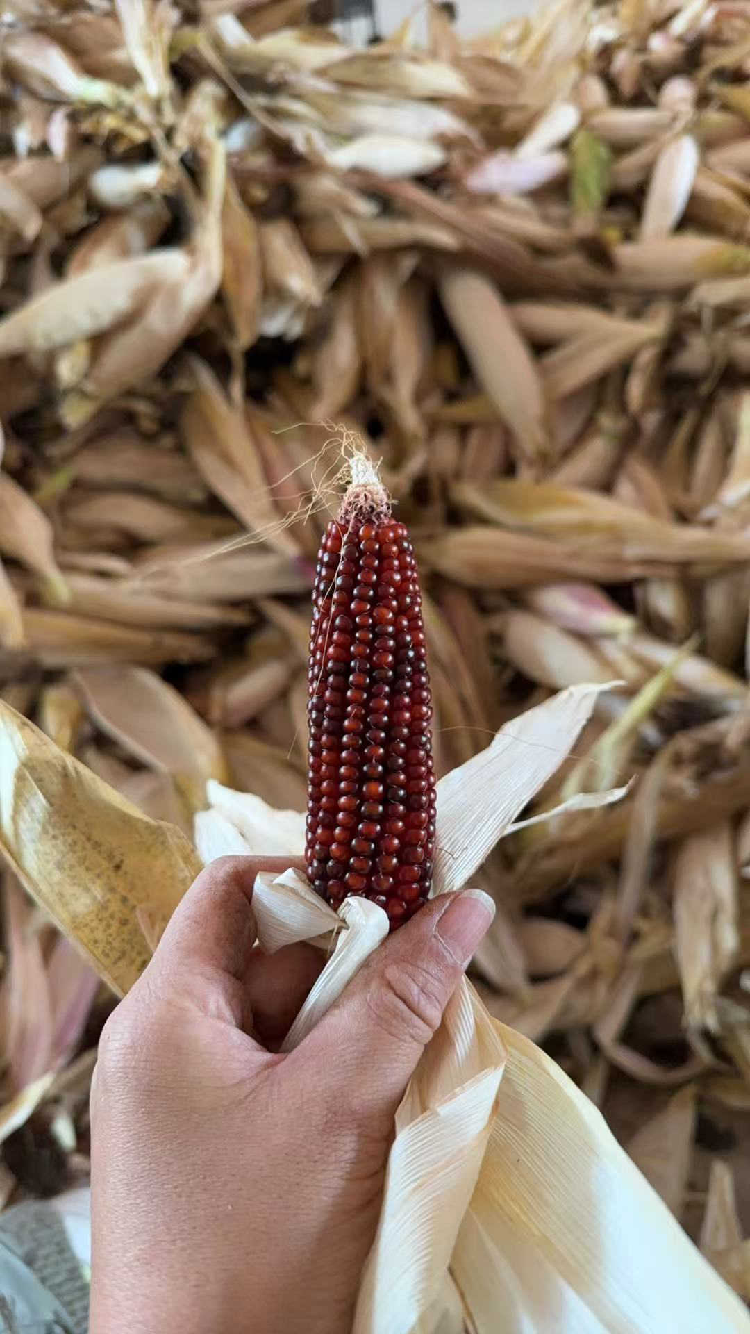 M盒专拍 文玩玉米小墩子