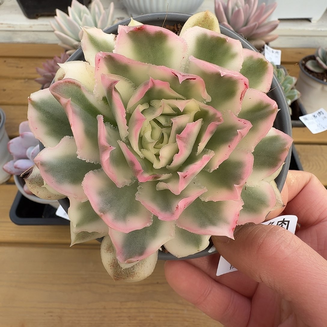 紫蝴蝶锦11111128-44