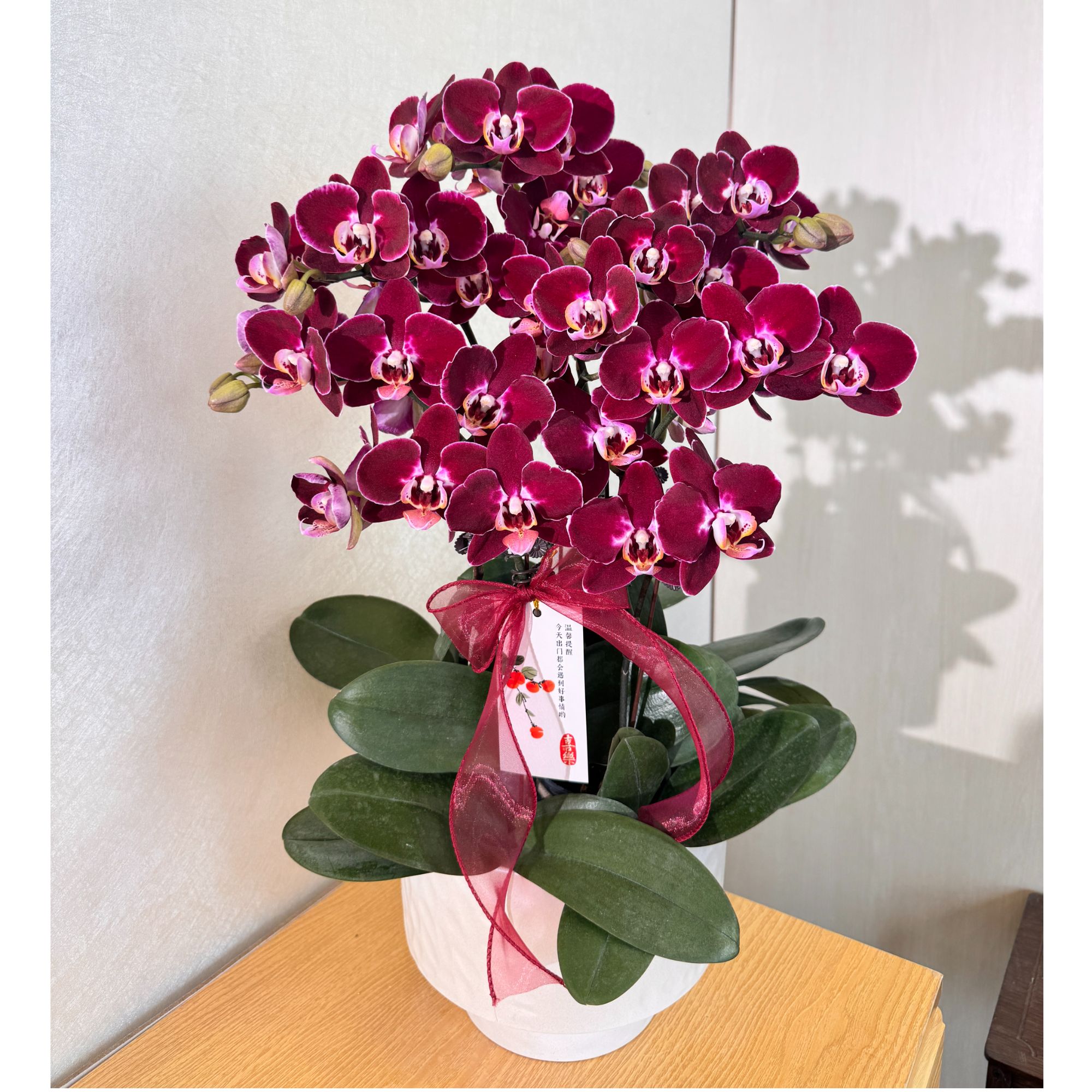 《黑珍珠》黑红色系蜡质蝴蝶兰室内种植桌面花卉摆件送礼首选