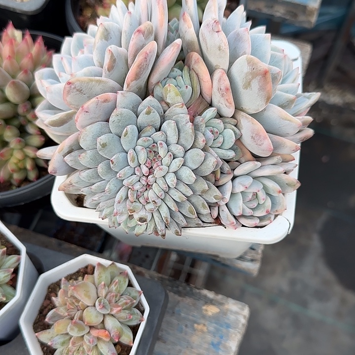 半***～青蛙王子儿童牙膏套装11