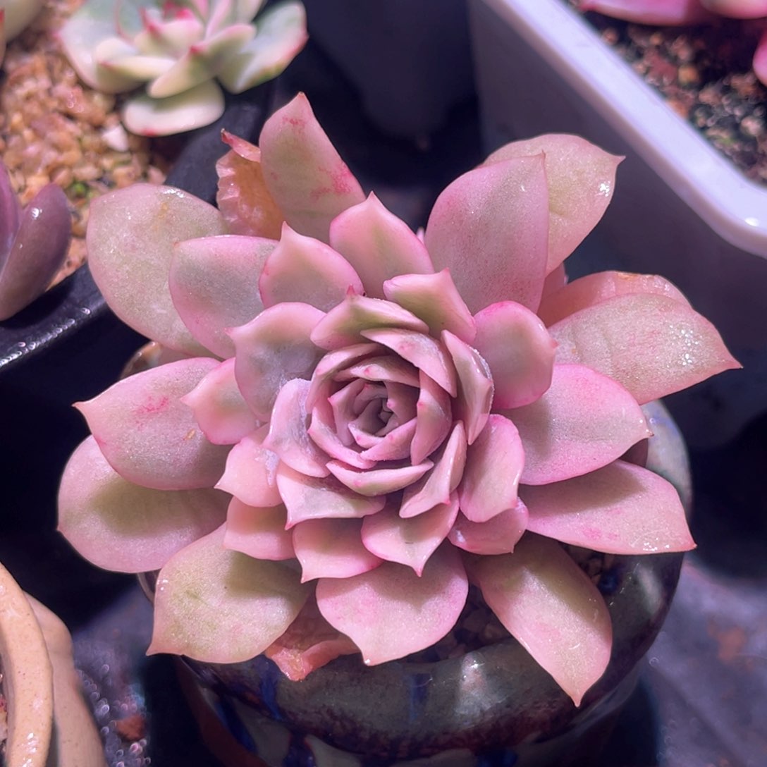 多肉特价粉蝶锦有须根