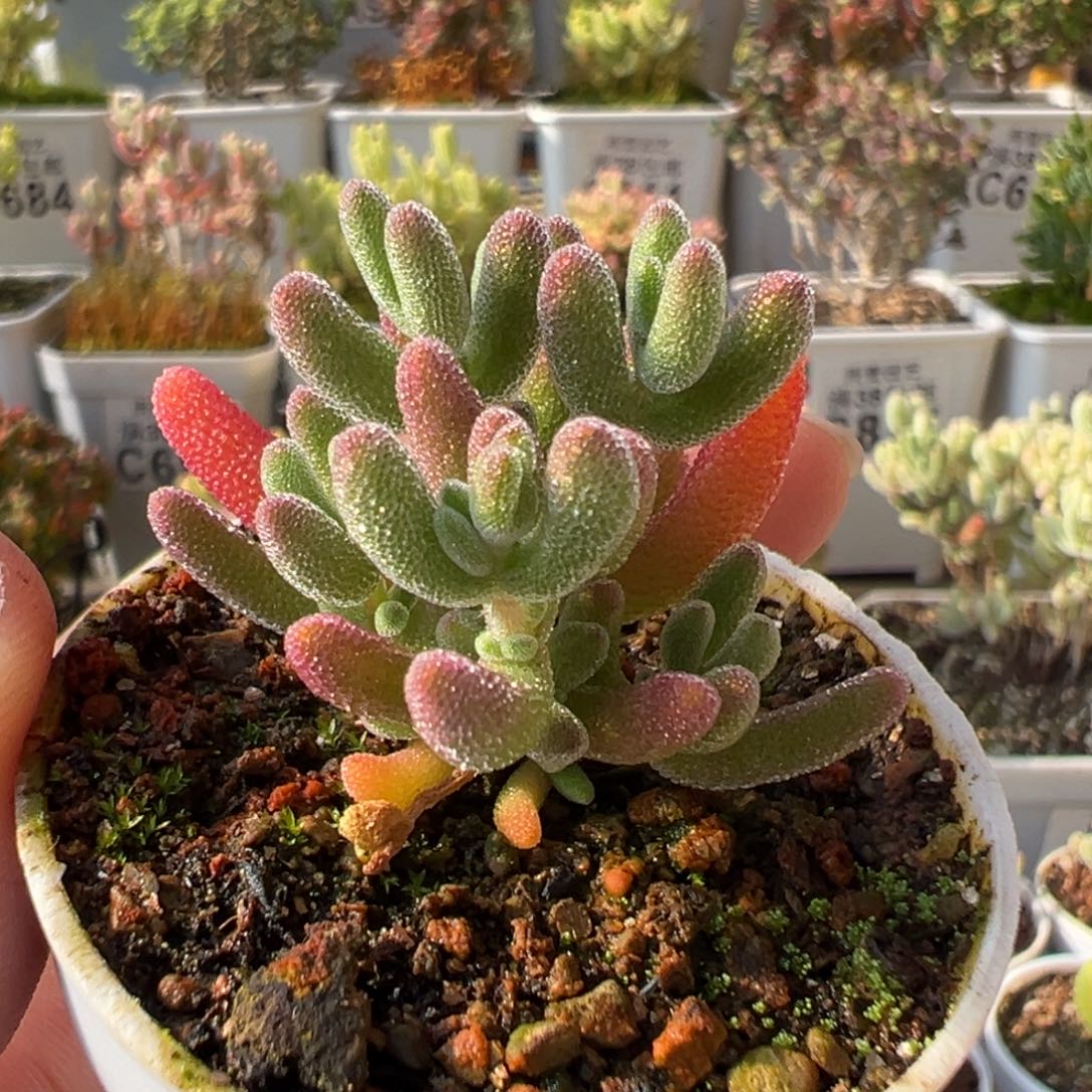 2-858红叶优选五圆盆枝干番杏