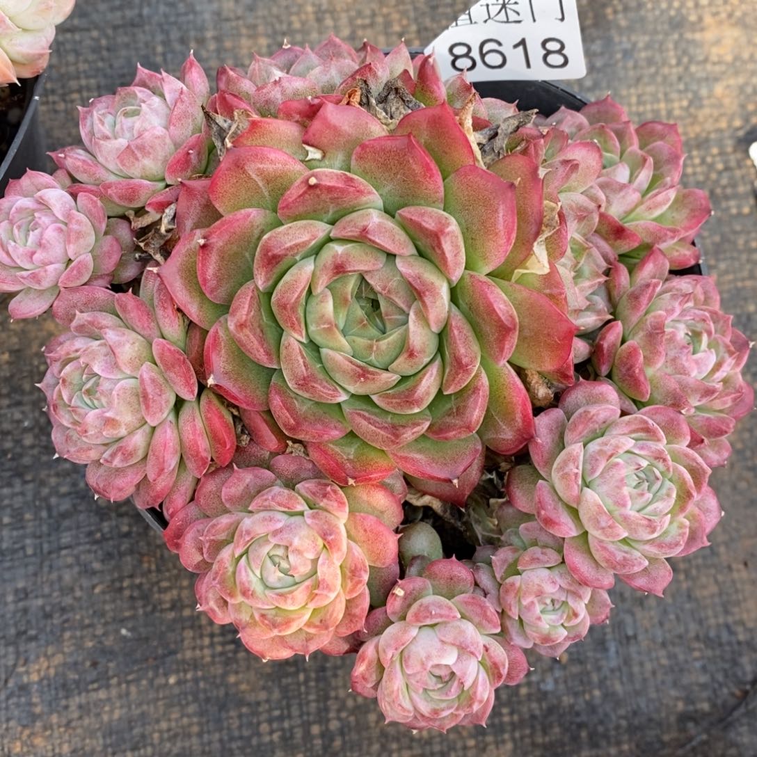 ****思杂交精品多肉8618~13厘米