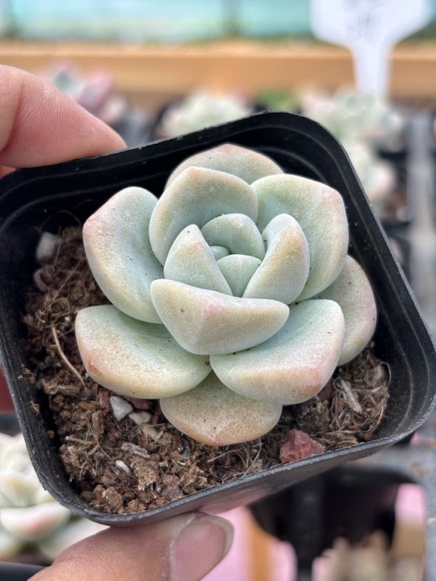 满9.9米包邮冰玉单头多肉