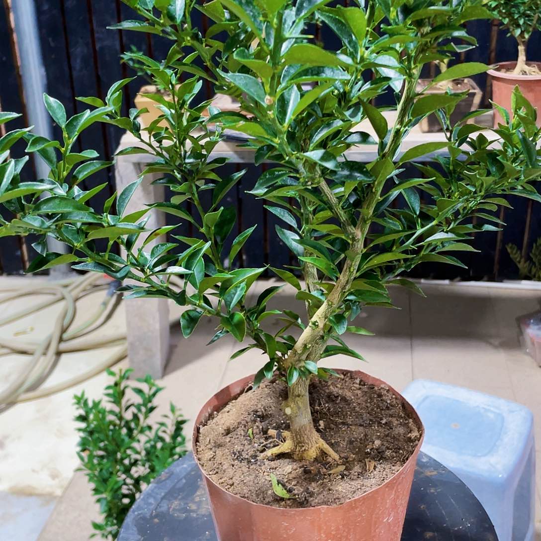 完全开放卫八房柑