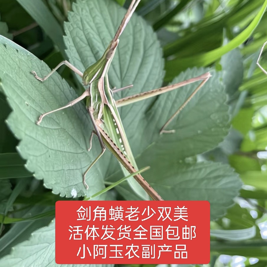 预售   中华剑角蝗梢马甲老少双美蚱蜢鸟食喂养宠物活体顺丰包邮