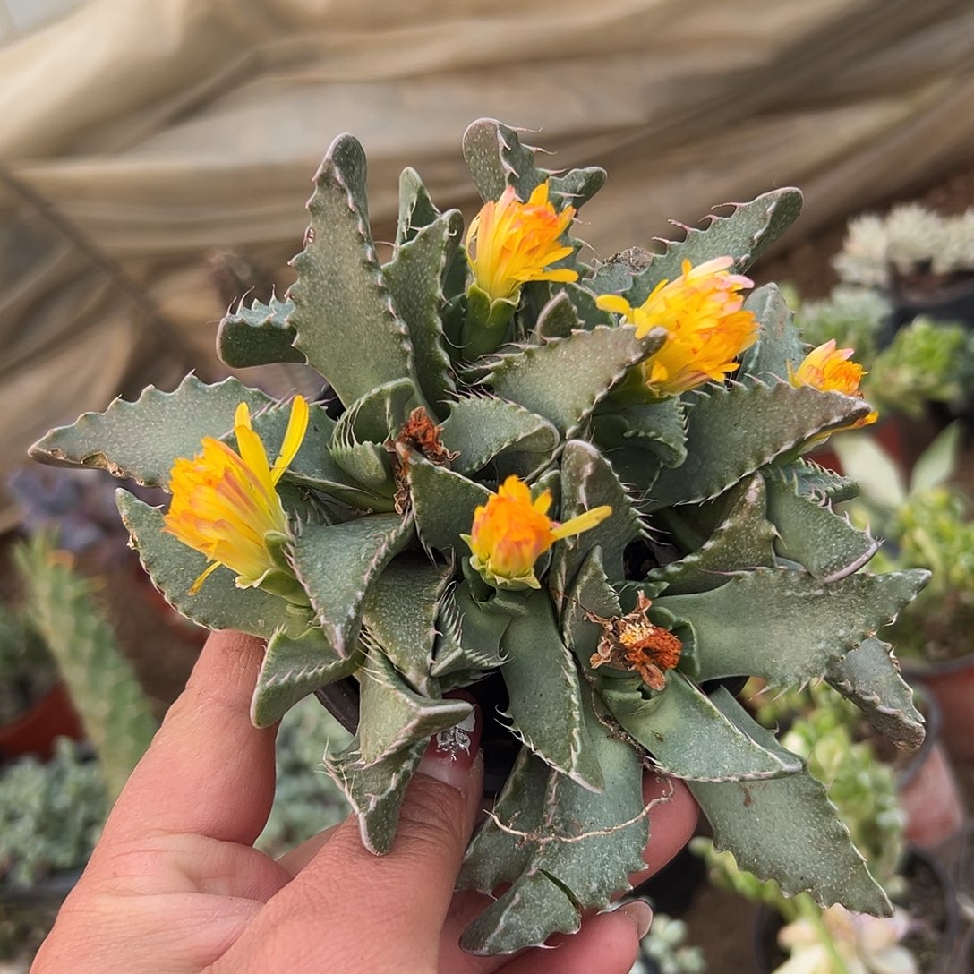 多肉植物怒涛开花