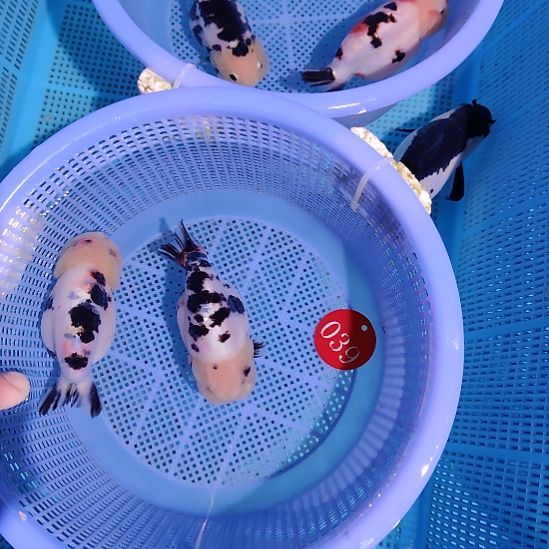 一***过金鱼039兰寿两只特价顺丰包邮