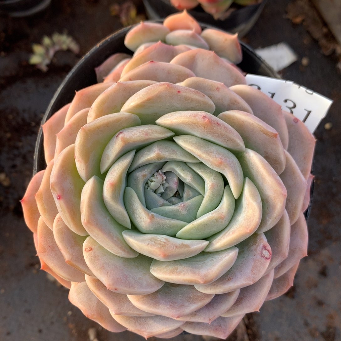 6131新年快乐发发发