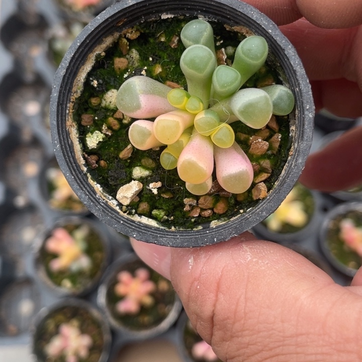 内**维五十林玉锦88888888888