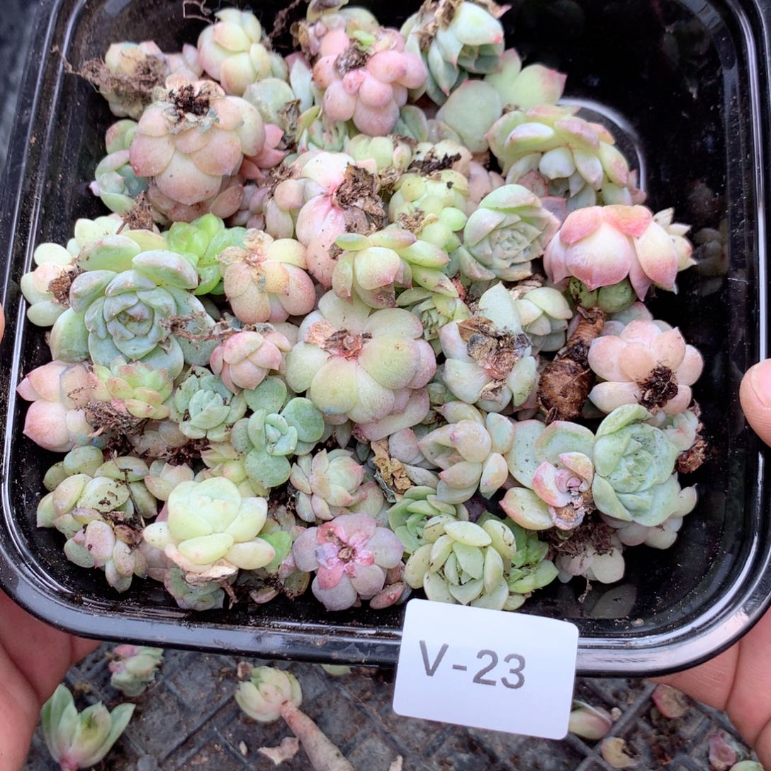 无花朵V23英语英语