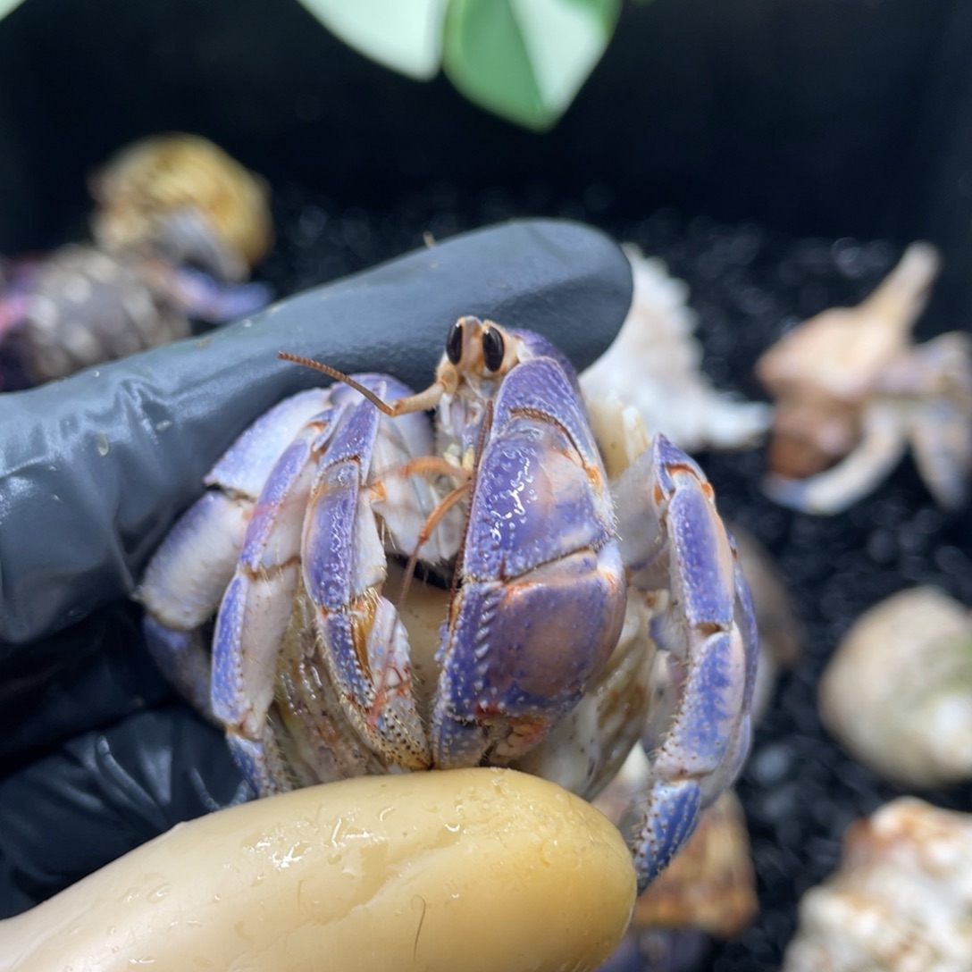 蓝紫橘紫陆2.7口 