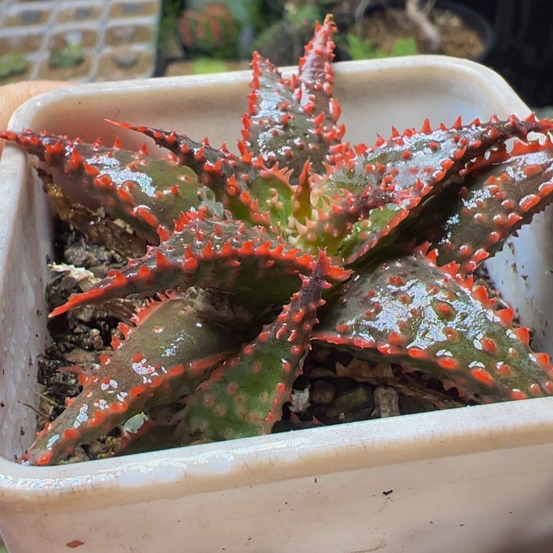 实生芦荟锦多肉植物
