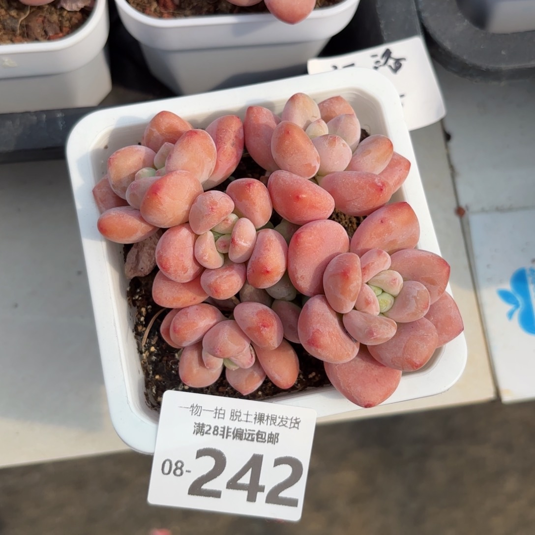 红洛神老桩多肉多肉多肉