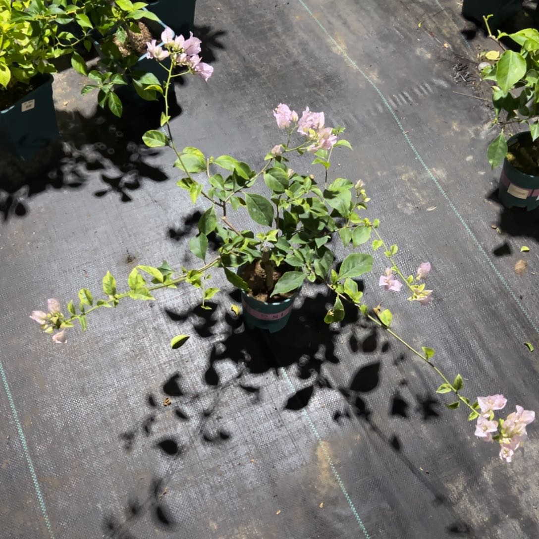 无花朵【19号丽娜一棵】