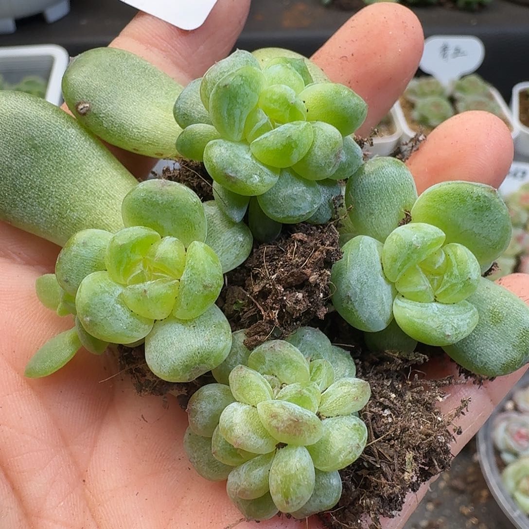 一物一拍一物一拍918-353