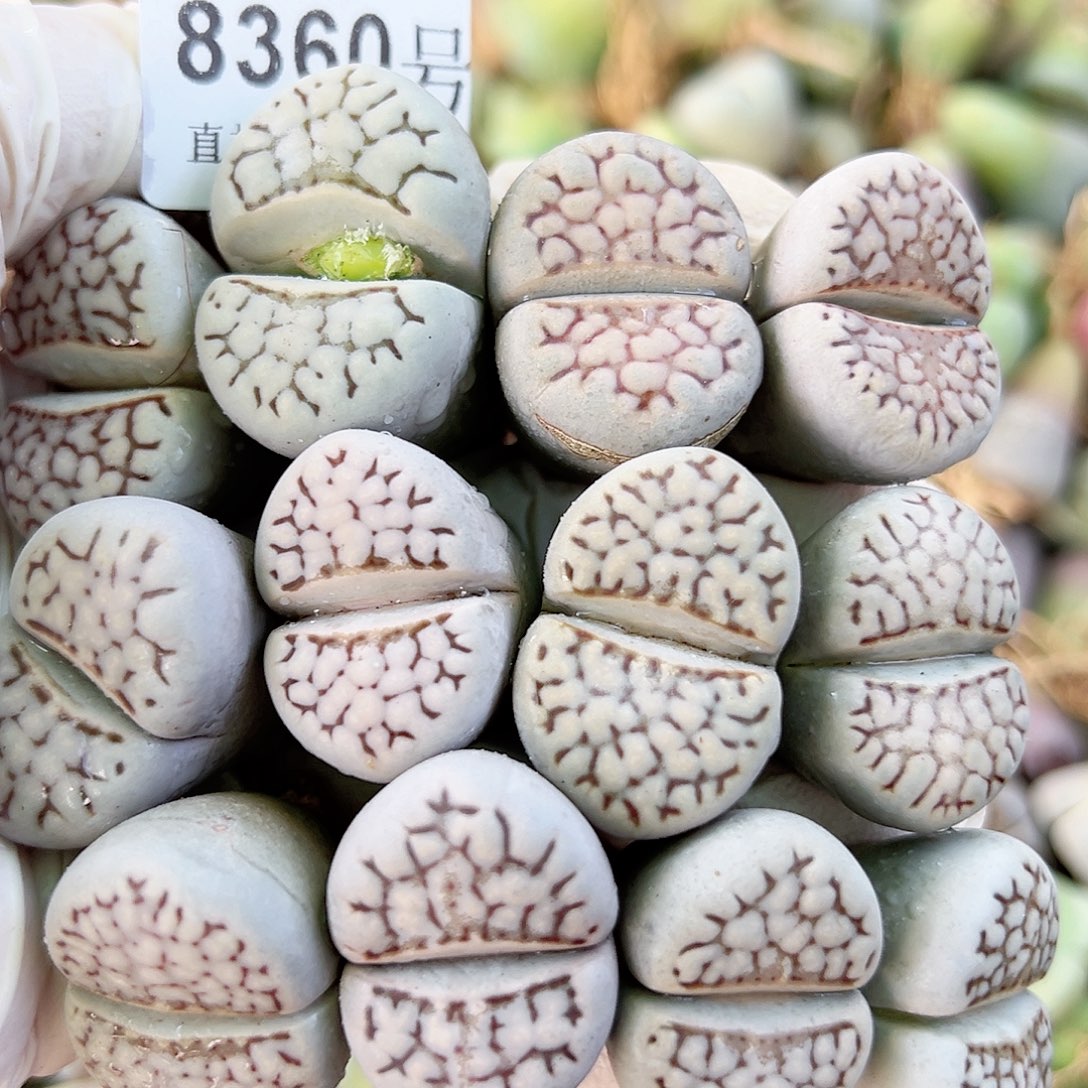 8360 好养易活生石花大母本12个2.5-3cm