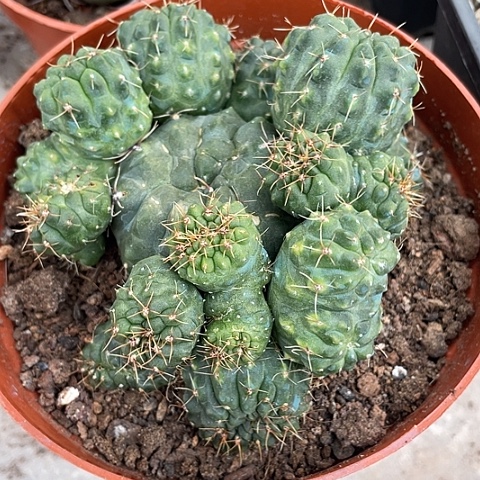 实生变异绯花玉福利