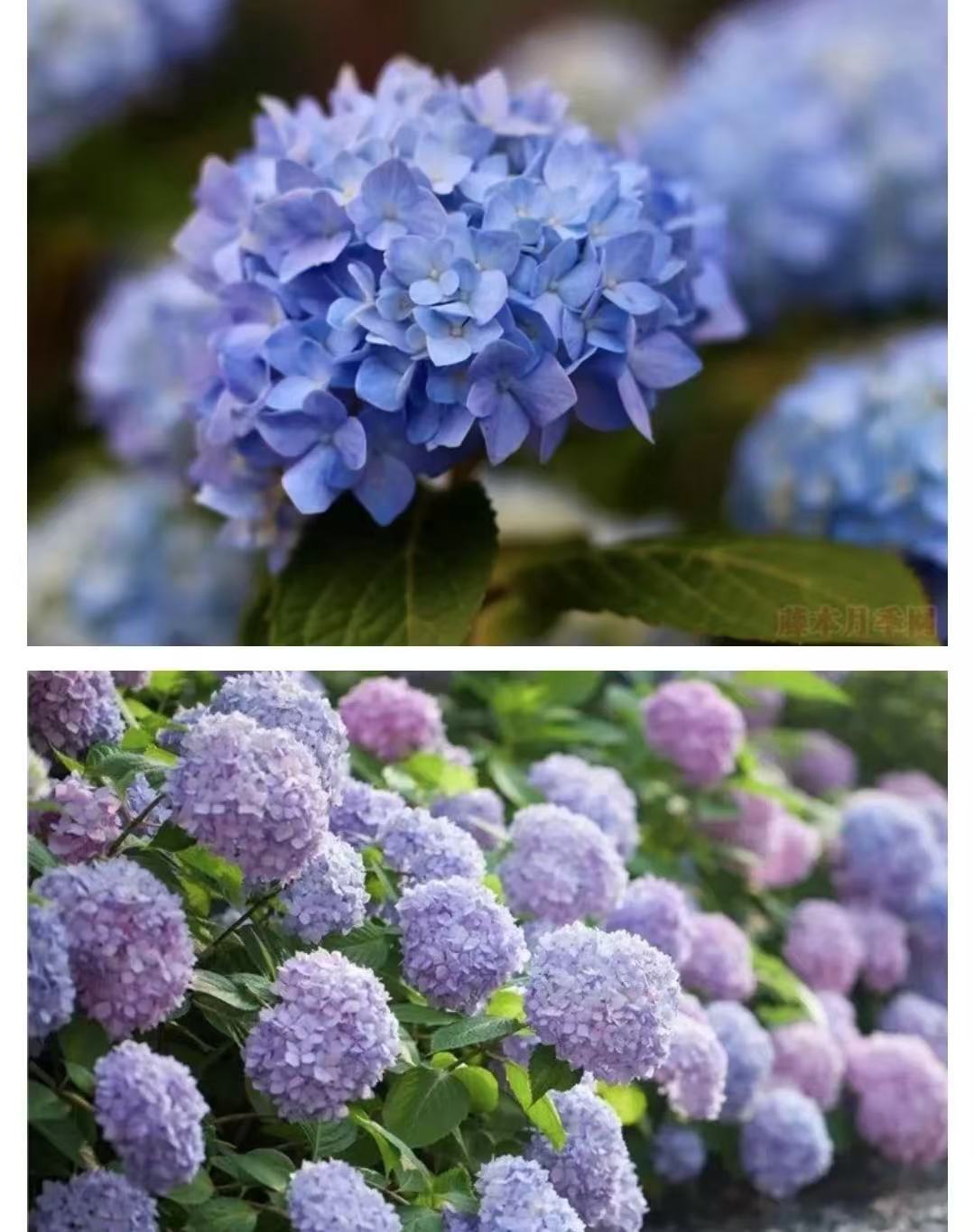 无尽夏露天盆栽新手易养活