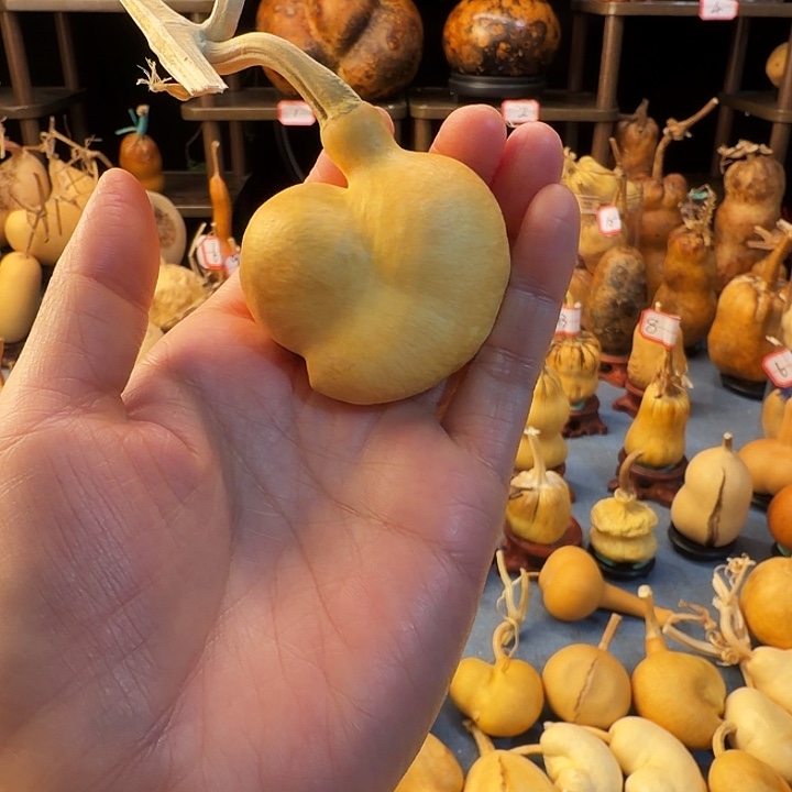 *****葫芦大厚皮是真的好看