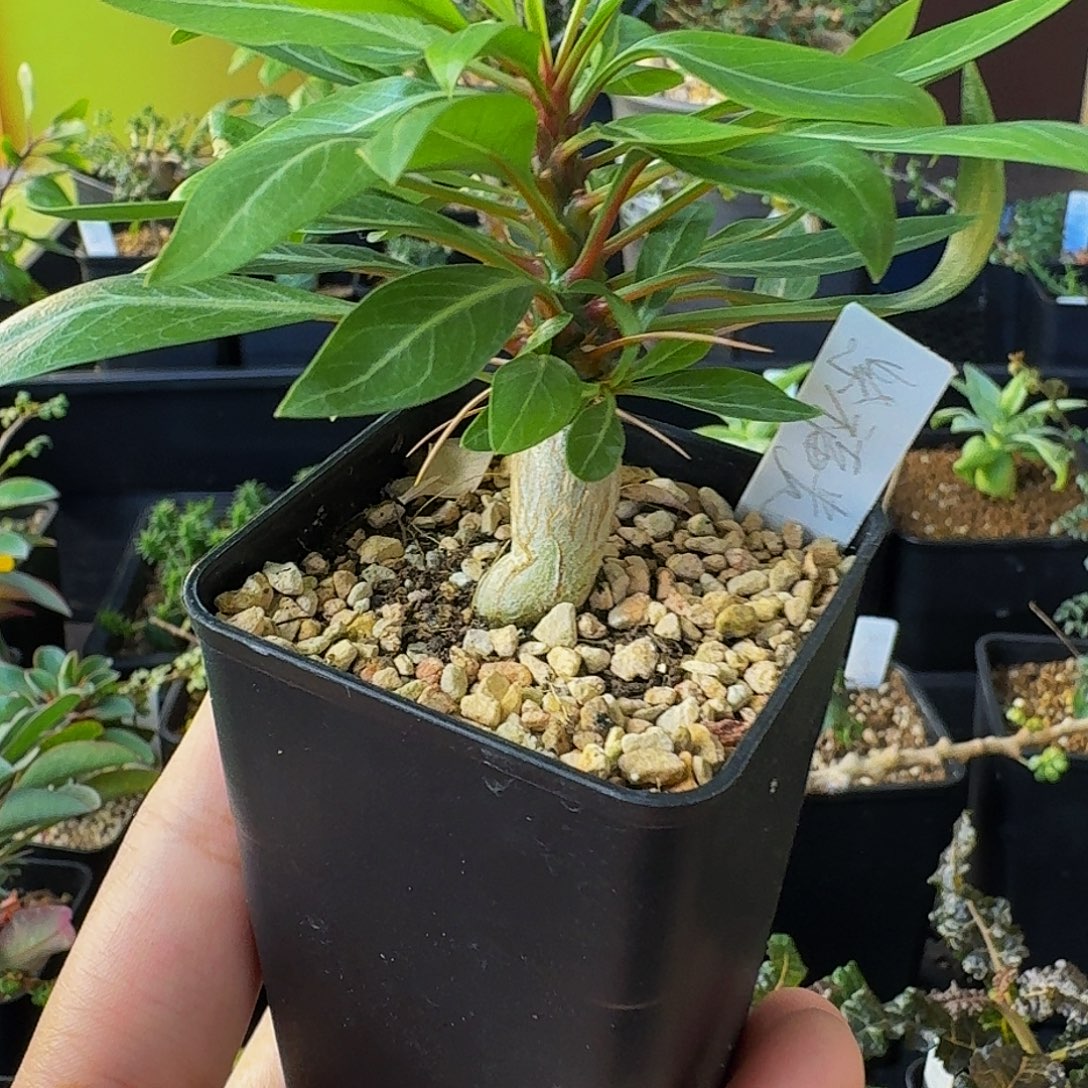 实生紫富贵带盆土包邮
