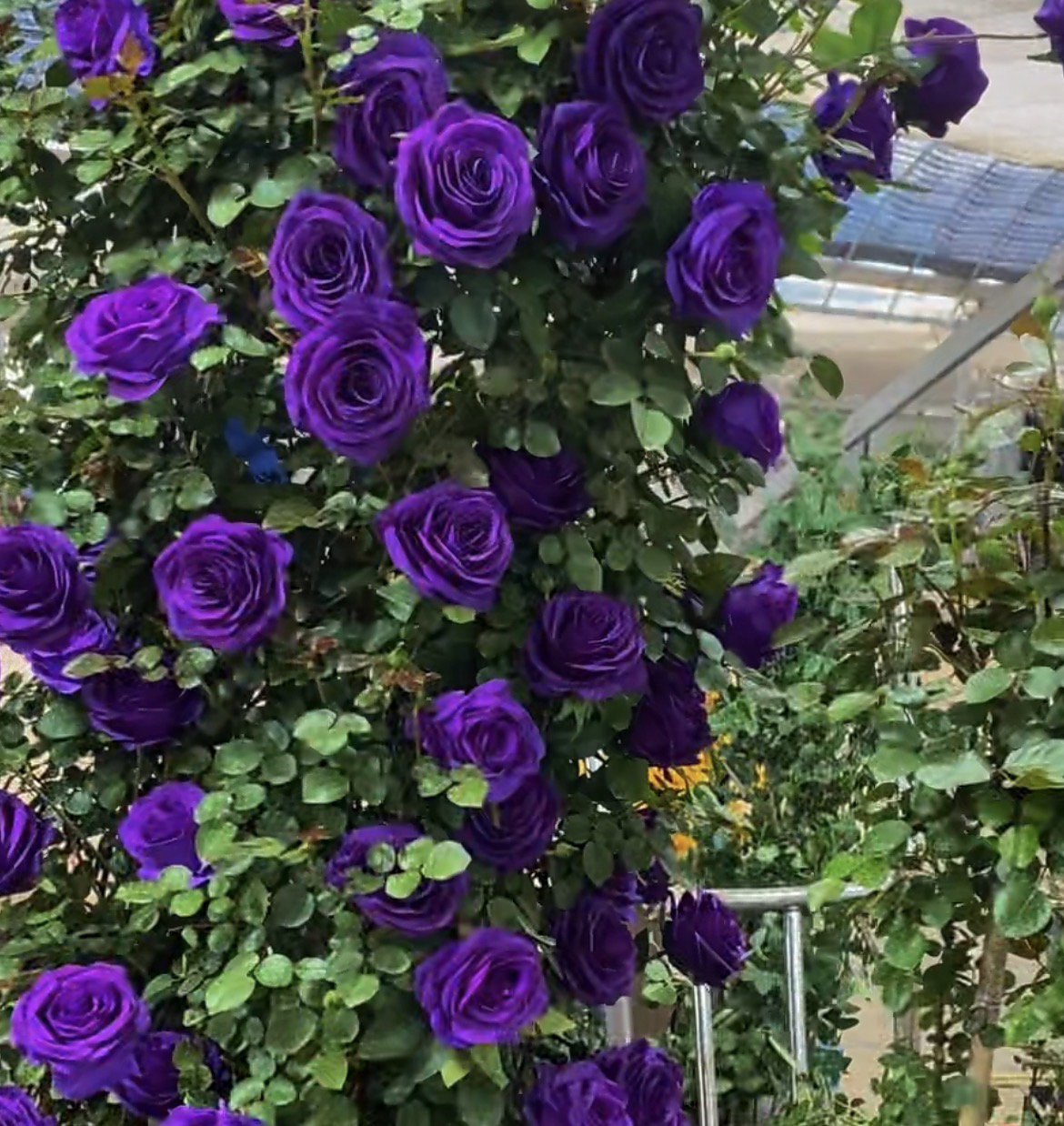 【1.2-1.5米比利时 爬藤款】庭院阳台种植拱门阳台庭院四季开花