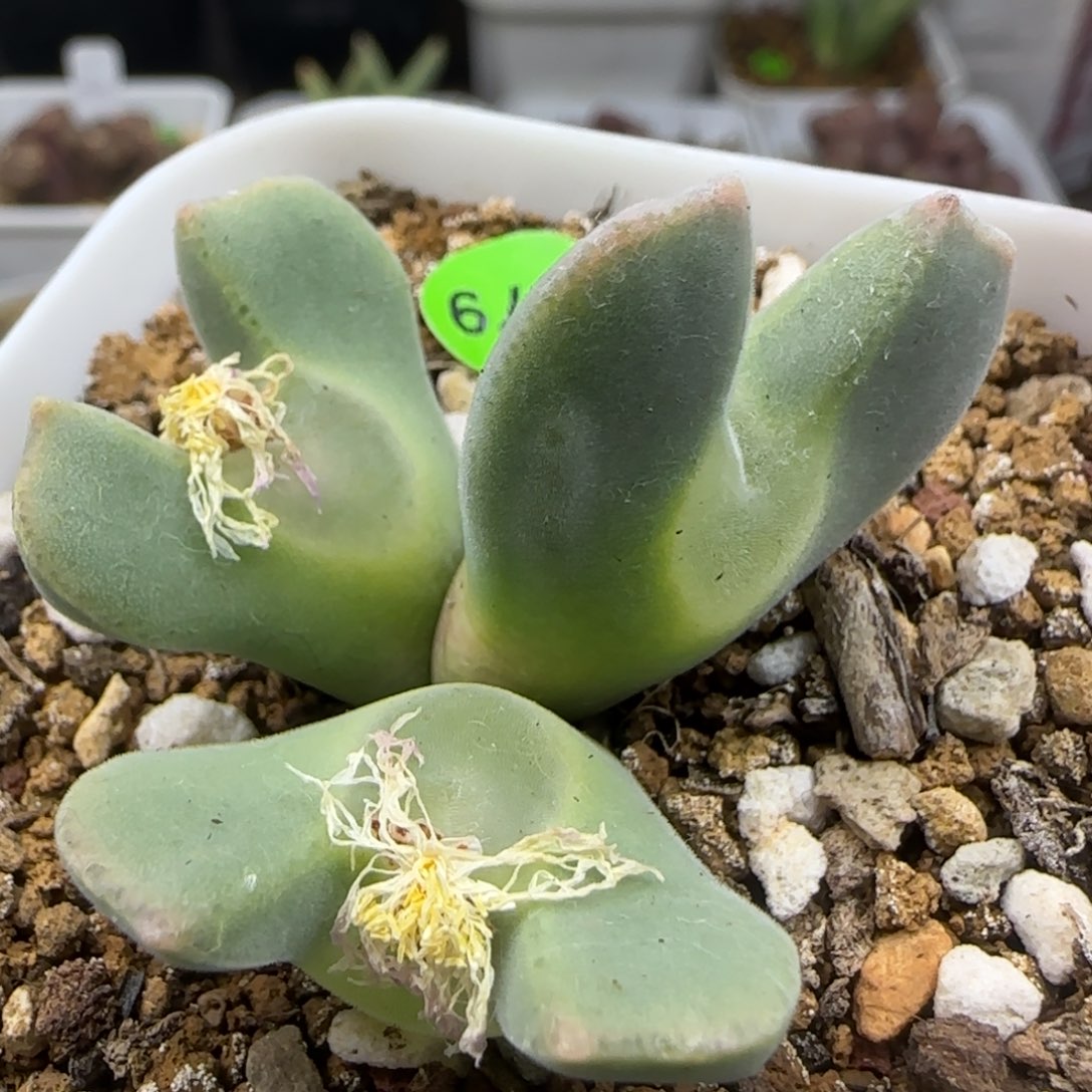 大眼睛空蝉群2.5-2.7多肉379