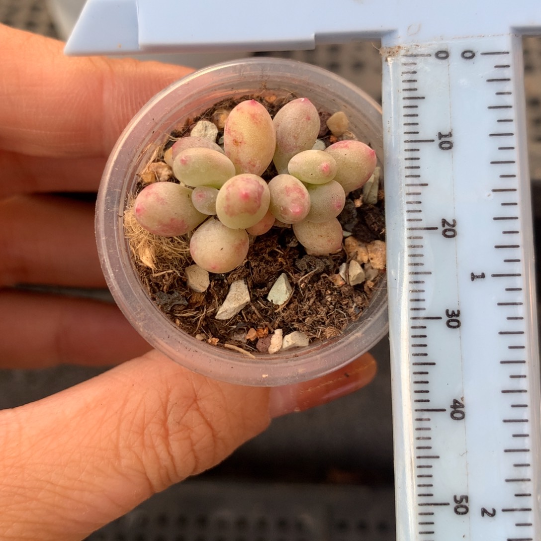 小腮红不凑满28元发一片叶 不售后 到付