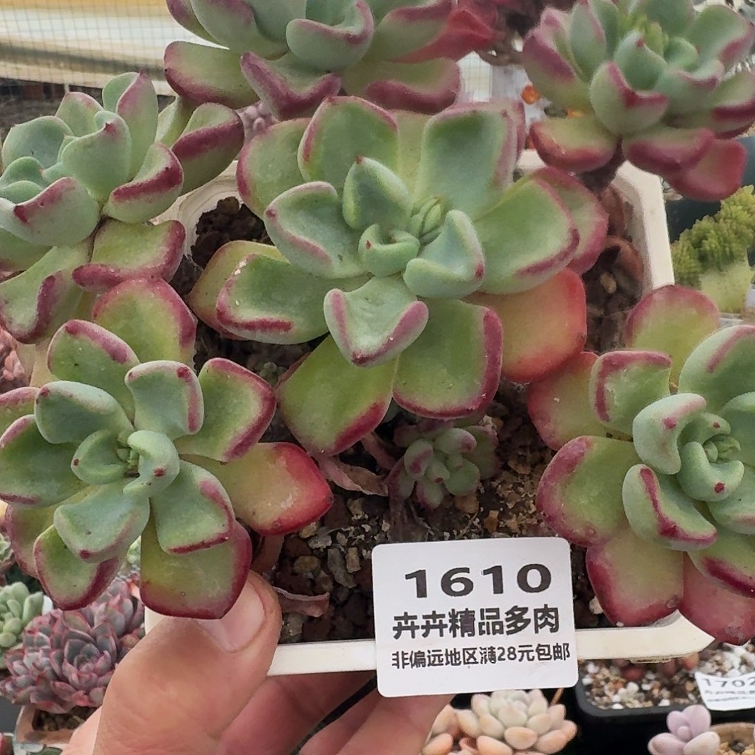 1610 卉卉精品多肉 非偏远地区蒲28元包邮
