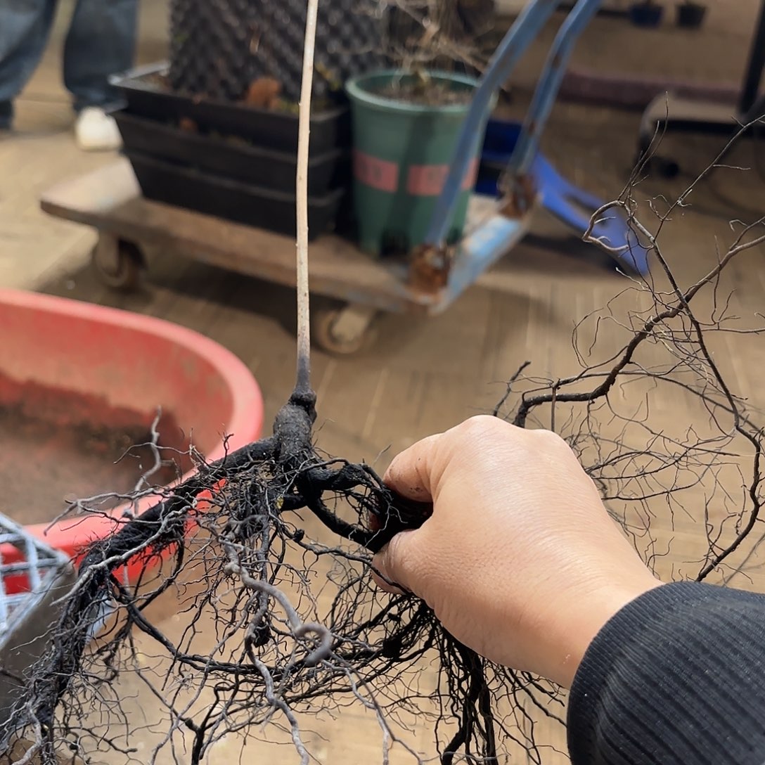 用***6富士红哈哈哈哈哈哈哈哈哈哈