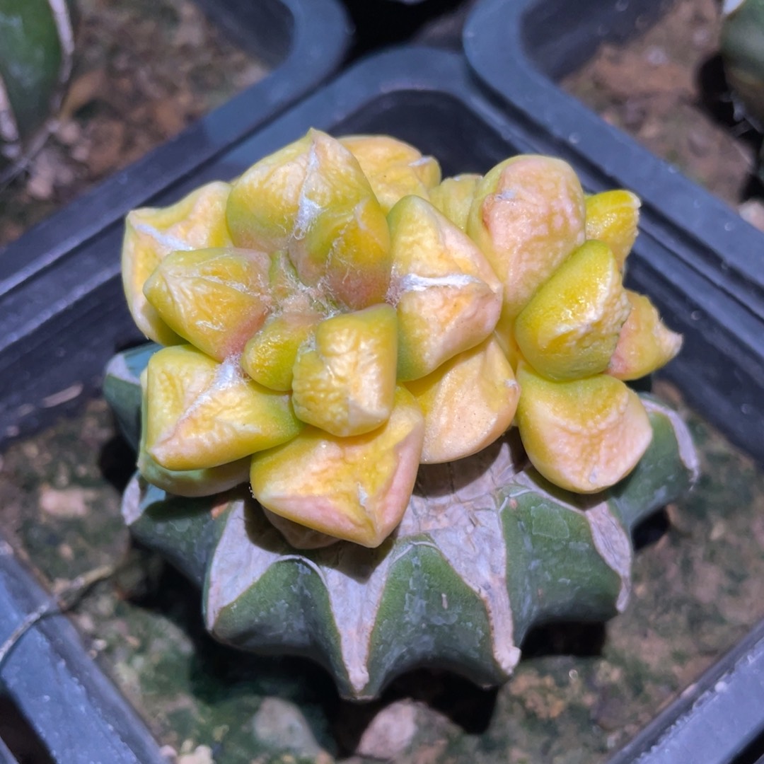 双头丸犹连山牡丹锦 仙人球