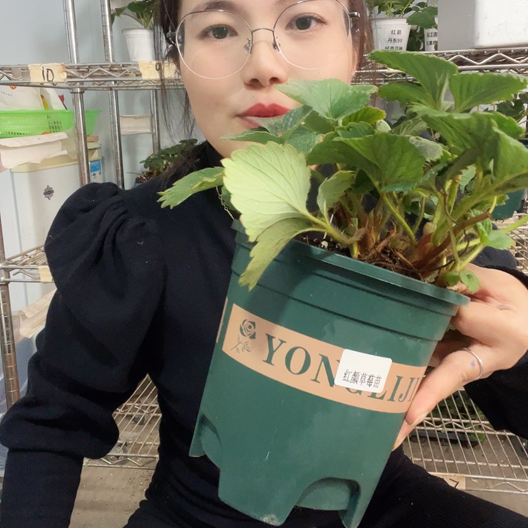 2盆原原种任选123