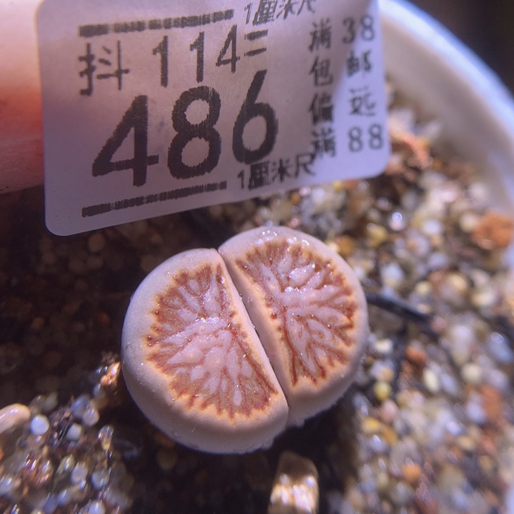 精品生石花114.486