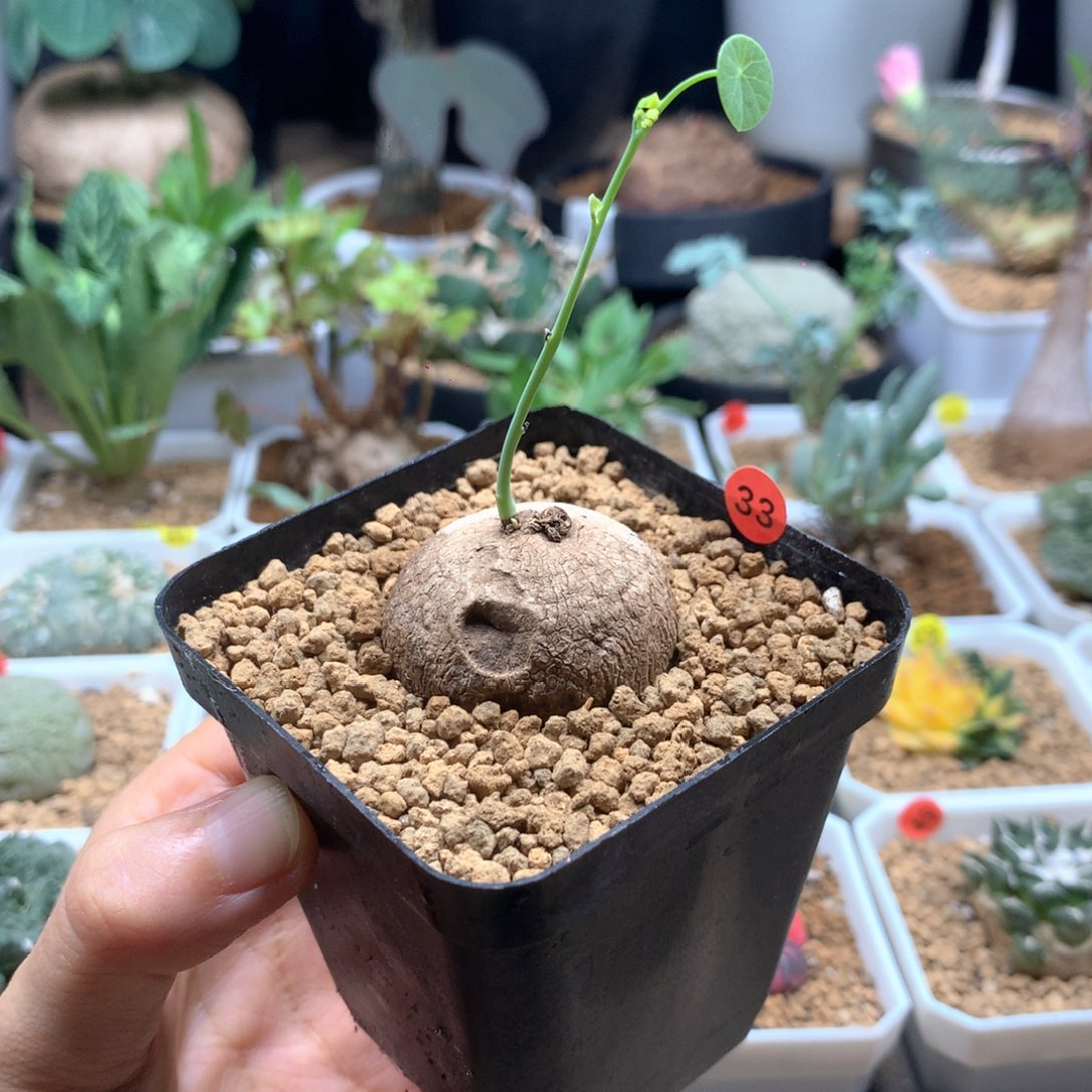 素可泰泰国山乌龟带盆