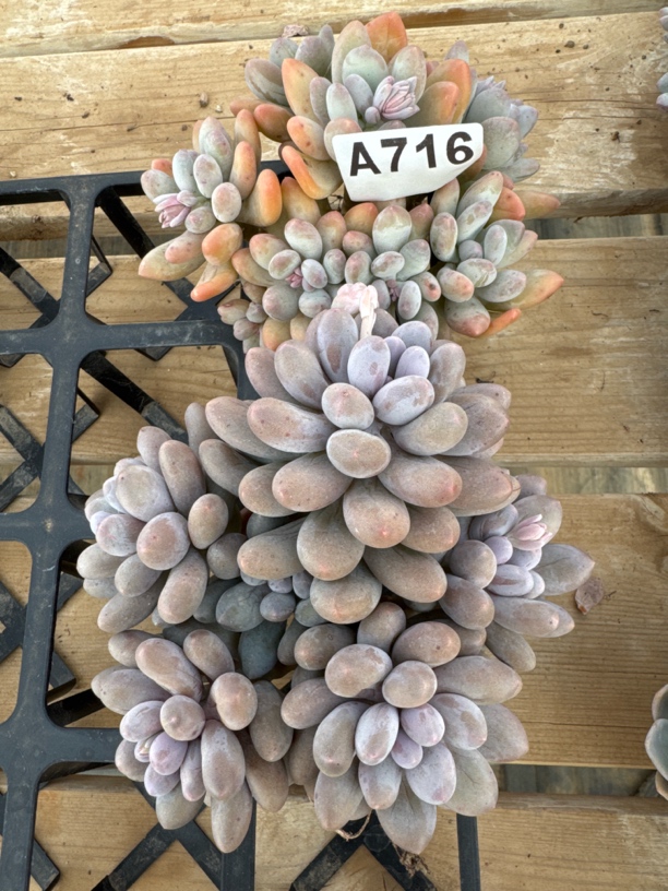 A716 多肉植物一物一拍