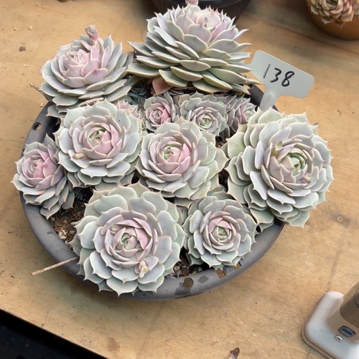多肉植物，露娜莲138号