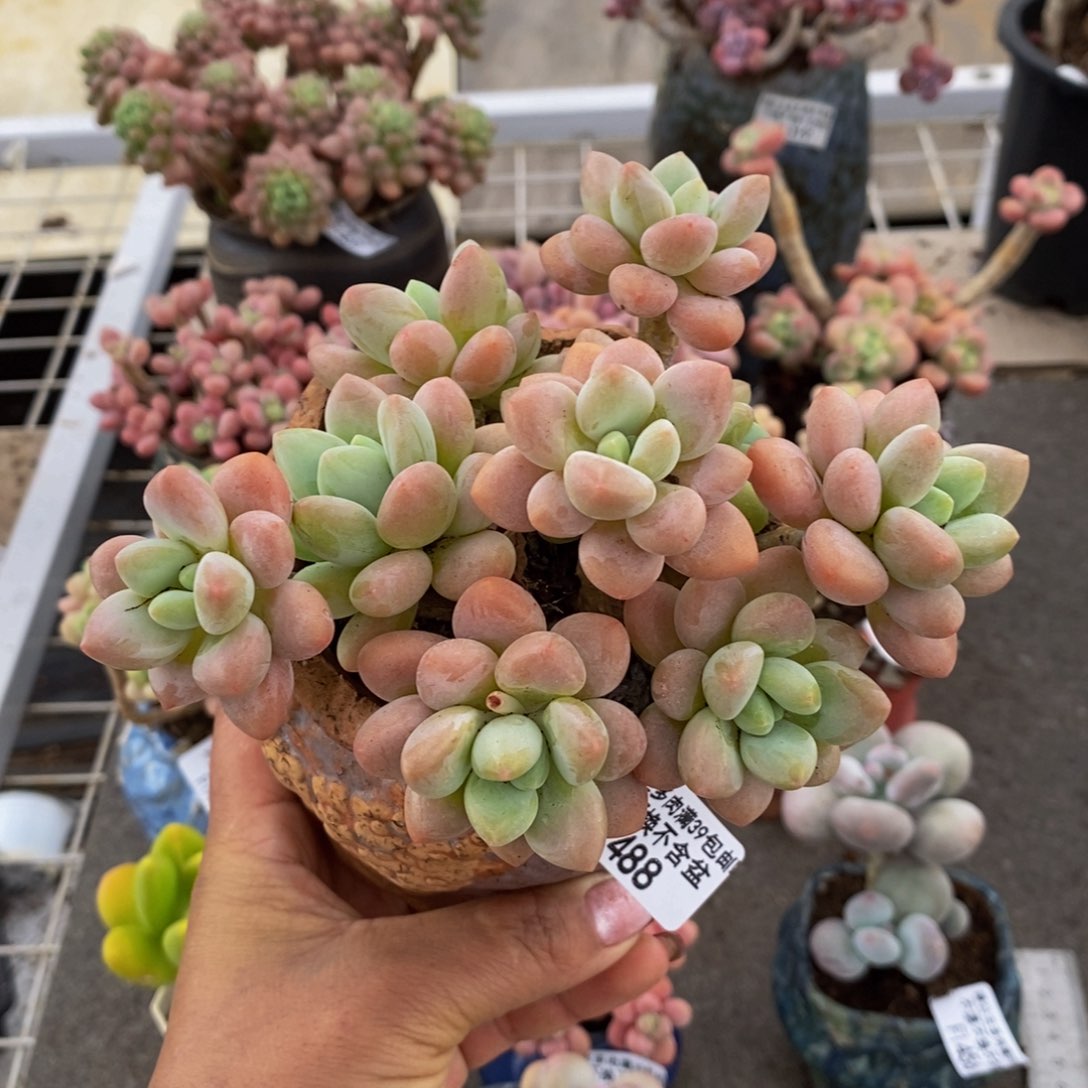 香水洛神488-12c m