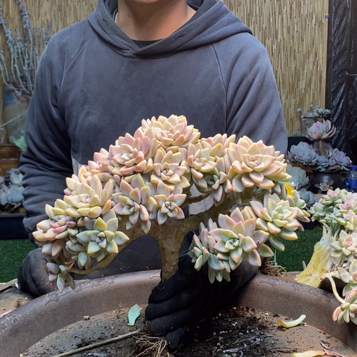 向***往23号淡雪多肉植物