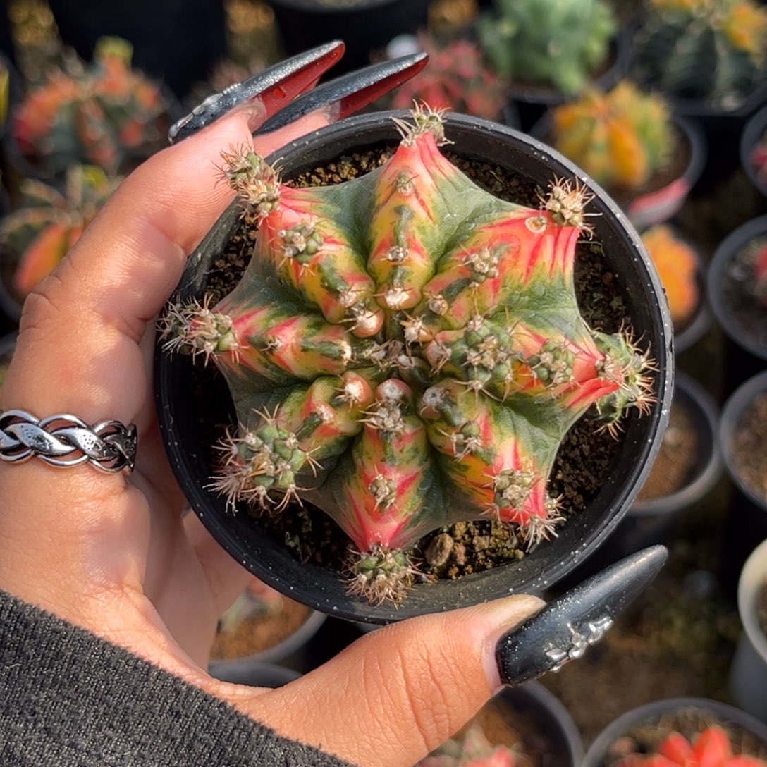 主***乐好彩 侧牙 带盆土发货